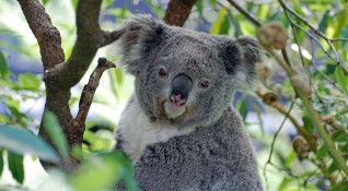 Как да бъдат спасени гладни коали които са застрашени от