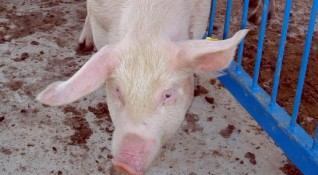 Огнищата с африканска чума по дивите свине в област Русе