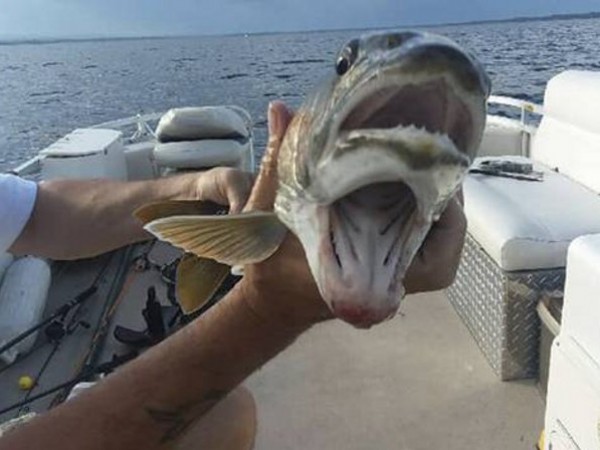 PHOTO: Woman reels in fish with two mouths! https://t.co/9wWna43KPg —