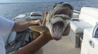 PHOTO Woman reels in fish with two mouths https t co 9wWna43KPg mdash
