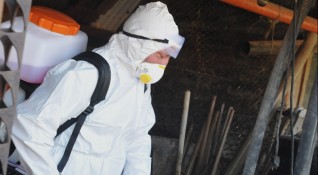 Африканска чума е установена в още един свинекомплекс в Русенско