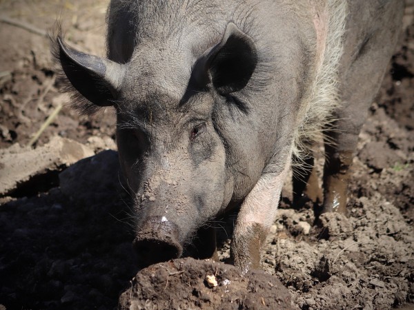 Положителна е пробата за африканска чума по свинете във Варненско,