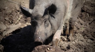 Положителна е пробата за африканска чума по свинете във Варненско