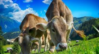 Трупове на 7 мъртви крави са открити от туристи в