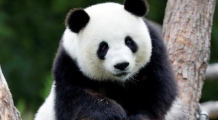 За първи път в Берлин ще се роди бебе панда