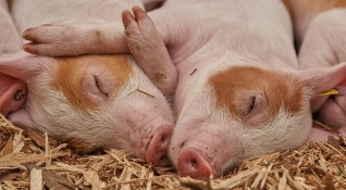 110 пасищно отглеждани прасета от породата източнобалканска свиня са били