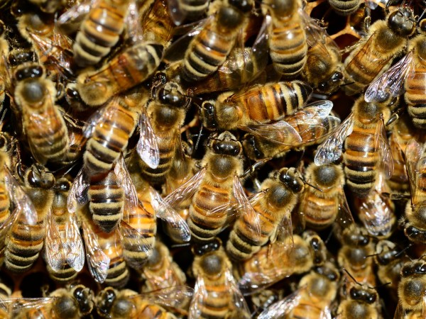 Във Врачанско откриха най-опасната болест по пчелите - американски гнилец.