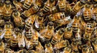 Във Врачанско откриха най опасната болест по пчелите американски гнилец