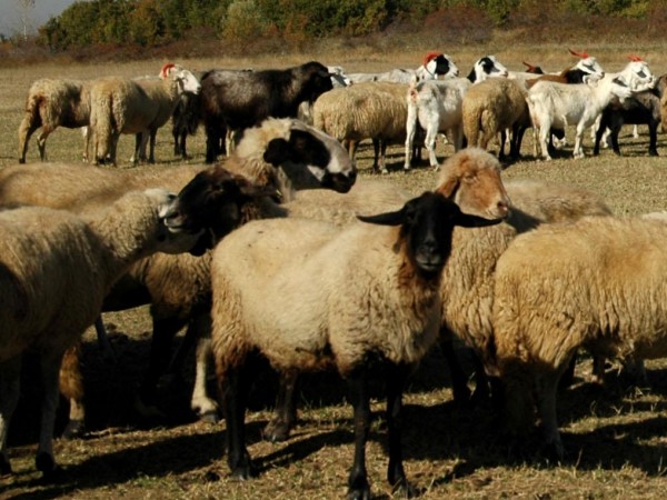 Неизвестен открадна стадо овце и кози в Добричко, съобщиха от