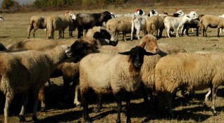 Неизвестен открадна стадо овце и кози в Добричко съобщиха от