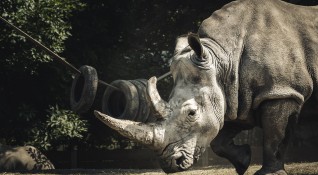 Учени са създали два ембриона на северен бял носорог като