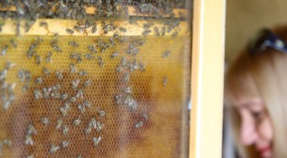 7 231 пчелни семейства на 262 собственици са регистрирани на