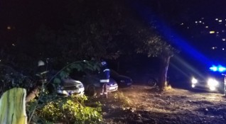 Дърво падна и затисна 3 коли в столичния квартал Зона