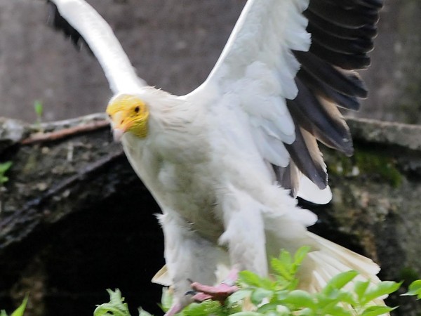 Един скален орел и пет белоглави лешояда са открити мъртви