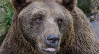 Убита е проблемна мечка в района на с Кожари община