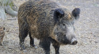 Болно от африканска чума диво прасе е открито в Брезнишко