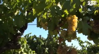 Производители алармираха че тонове качествено грозде стои по лозите на