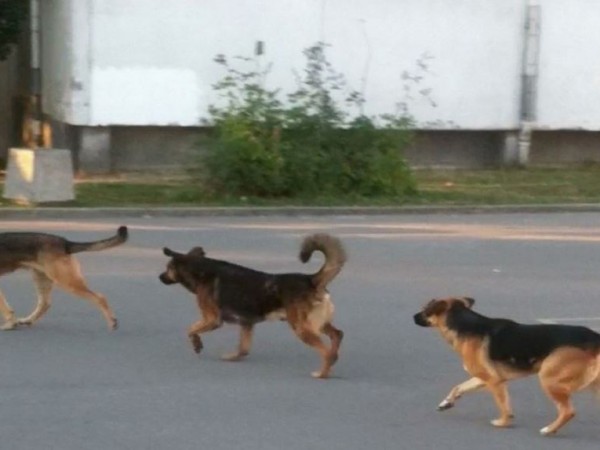 Глутница от агресивни бездомни кучета притеснява жителите в пловдивски квартал.