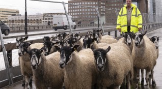 Около 30 овце бяха подкарани по Лондонския мост в съответствие