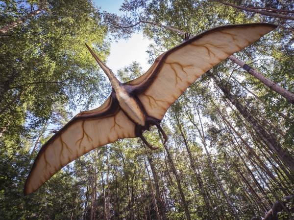 Нов вид птерозавър - праисторическо летящо влечуго, е открит в