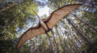 Нов вид птерозавър праисторическо летящо влечуго е открит в