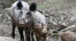 От днес стартира груповият лов на дива свиня По време