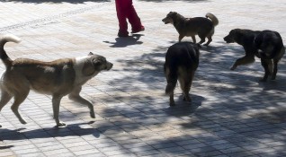 Бездомните кучета в София намаляват а тенденцията вече над 10