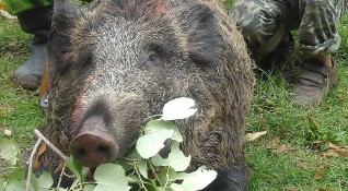 В Пернишка област са отстреляни над 40 диви прасета от