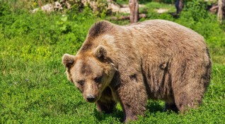 Кафяви мечки са слезли до три села във Великотърновско Не