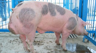 Нови случаи на Африканска чума по свинете са потвърдени в
