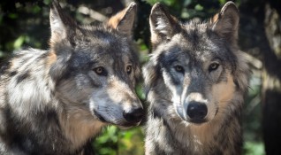 Вълци тормозят жителите на село Раздол община Струмяни Почти всеки