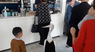 Учуден клиент засне как достолепен пеликан влиза в ресторант на