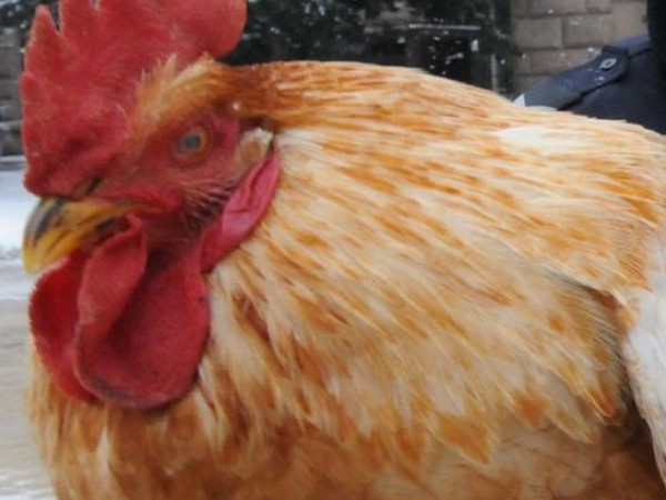 Япония премахва временната забрана за внос на българско птиче месо.От