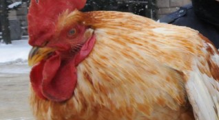 Япония премахва временната забрана за внос на българско птиче месо От