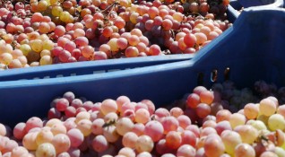 Стопаните от Търговищко са произвели 5030 тона грозде от винени