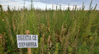 Над 4 тона канабис са открити в нива край село