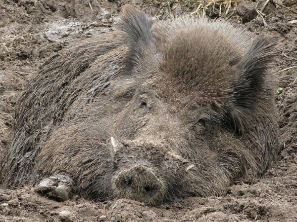 Ново огнище на чума по свинете е регистрирано в област