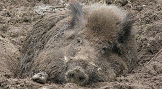 Ново огнище на чума по свинете е регистрирано в област