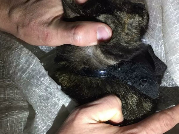 Надзирателите в затвор в руската република Татарстан са заловили котка,