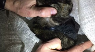Надзирателите в затвор в руската република Татарстан са заловили котка