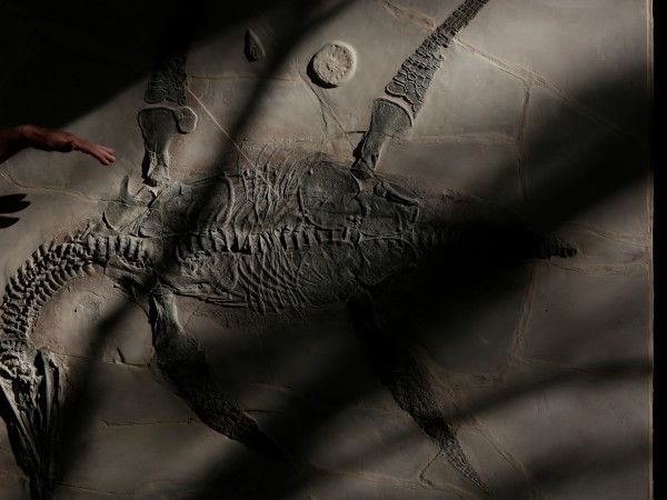 Костите на едър морски хищник, живял преди 150 милиона години,