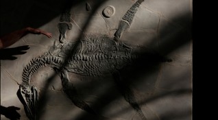 Костите на едър морски хищник живял преди 150 милиона години