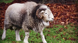 69 годишен пастир е бил нападнат и ранен от овен по време
