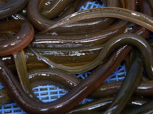 Над пет тона личинки от змиорки, които са застрашен животински