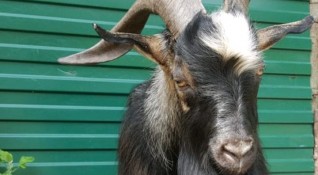 Спомина се най известният козел в Русия Тимур който от плячка