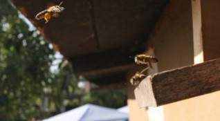 Пчелари протестират тази вечер пред Министерството на земеделието Искането им