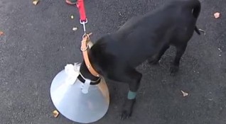 Спасиха куче пребито жестоко в ямболското село Тенево Сигналът е