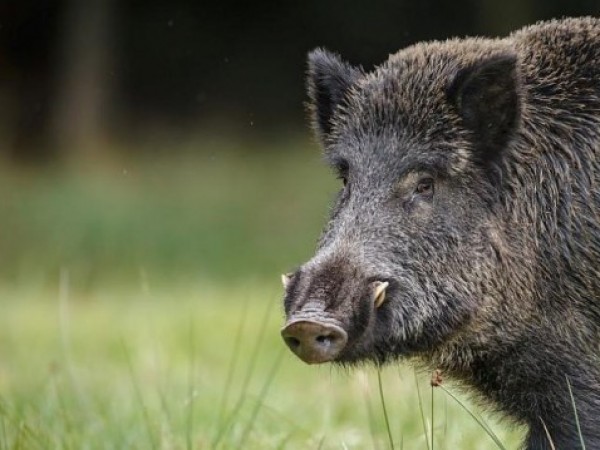 Две нови огнища на африканска чума по свинете са открити