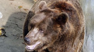 След злощастна среща с мечка в Стара планина 47 годишен ловец