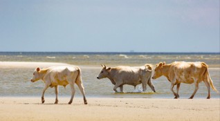 Три крави отнесени в морето от надигналите се води на